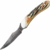 BC5009D Bear & Son Damascus Caper Knife India Stag Handle